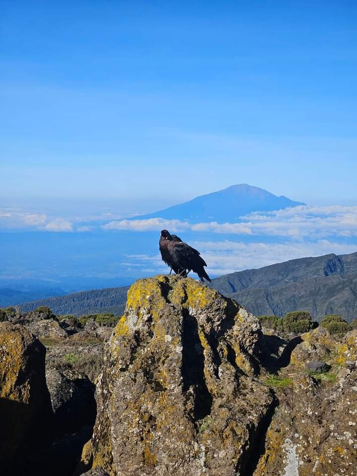 White-necked raven perched on lichen-covered volcanic rock above a sea of cloud on Kilimanjaro