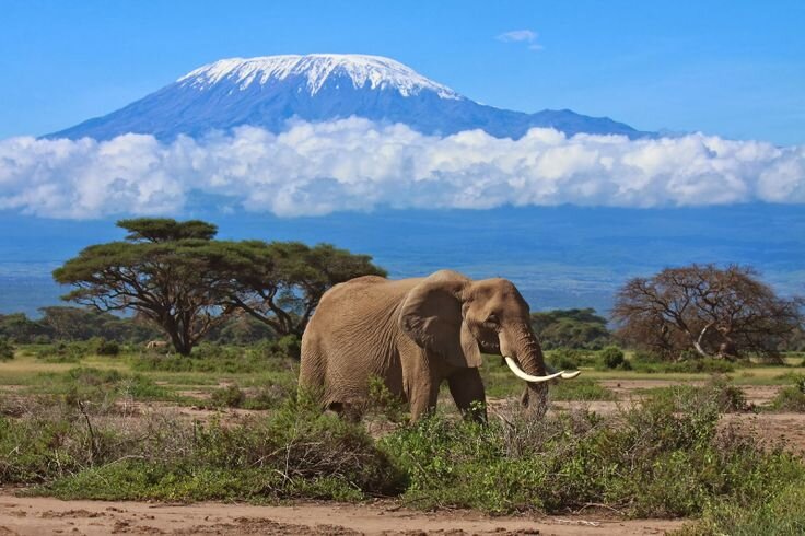 Elephant below snow capped summit from savannah on Mount Kilimanjaro