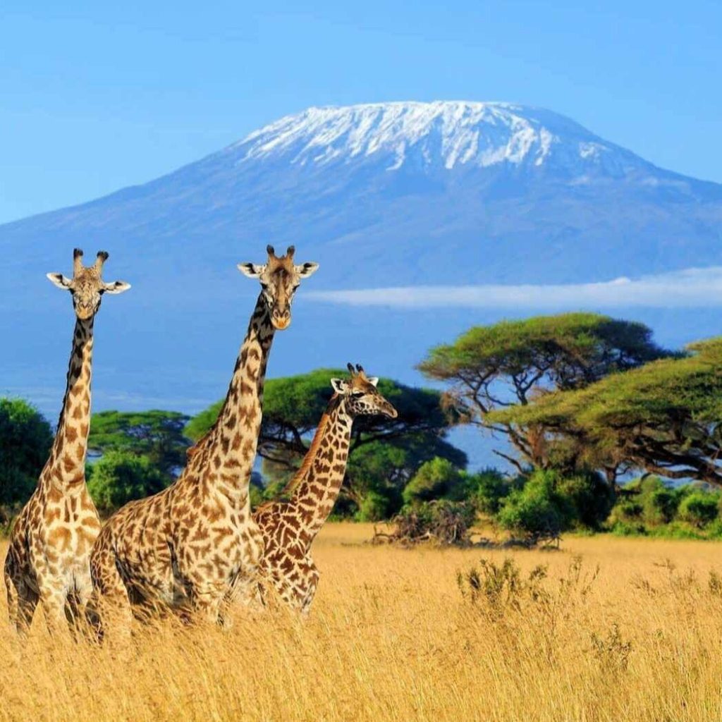 Three giraffes below the snowcapped peak on Mount Kilimanjaro